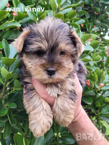 Йоркширски териер мини-мерле!!!, снимка 10 - Йоркширски териер - 53060345