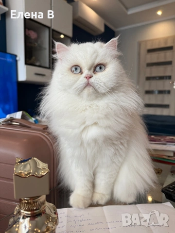 Женска персийка с родословие търси партньор за поколение 