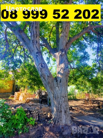 Орех с разрешение в Шуменско, снимка 6 - Декорация за дома - 42110680