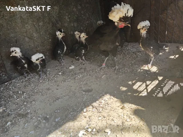 Къчолати Пиленца