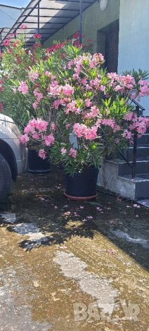 Зокум/олеандър 2 висок 170см, снимка 3 - Градински цветя и растения - 41319495