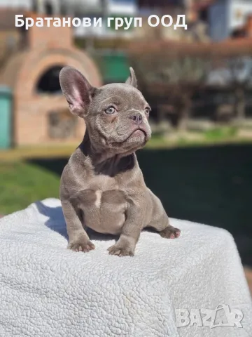 Френски булдог , снимка 3 - Френски булдог - 49411619