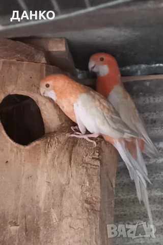 ПРОМОЦИЯ!!! РАЗМНОЖАВАЩИ СЕ ДВОЙКИ ПЕНАНТОВИ РОЗЕЛИ, снимка 3 - Папагали - 50987571