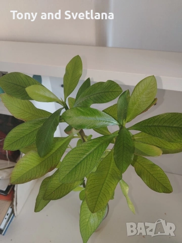 Каучуково дърво (Euphorbia Synadenium grantii), снимка 3 - Стайни растения - 53572970