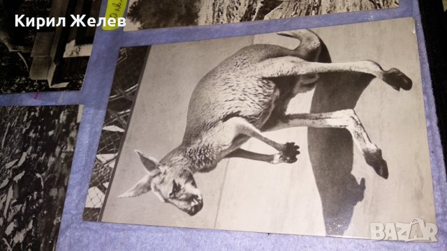 ЛОТ ЧЕТИРИ СТАРИ ПОЩЕНСКИ КАРТИЧКИ СССР ГДР ТЕМА ФАУНА и ПАМЕТНИЦИ 33068, снимка 3 - Филателия - 38662485