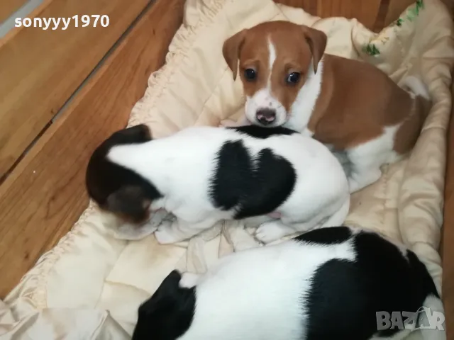 БЕБЕТА ДЖАК РЪСЕЛ-2025Г СЛАДУРИ 3БР 3001250718, снимка 12 - Джак ръсел териер - 48887534