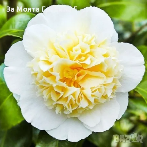 Камелия - Kamelia flower, снимка 3 - Градински цветя и растения - 49761578