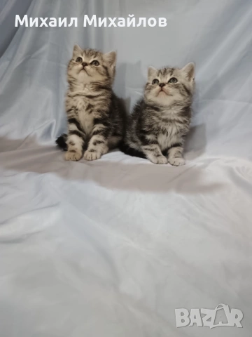 Две котенца ТАБИ , снимка 3 - Британска късокосместа - 53448950