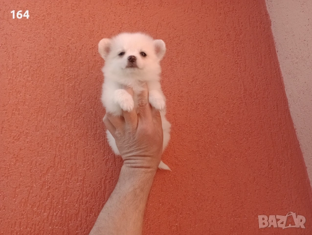 Мини Шпиц - Померан. Мъжки и женски кученца. Снимки от 08.03.26 г. , снимка 10 - Померан - 53677605