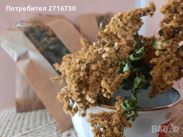 ЗЛАТНА ПРЪЧИЦА – Вълшебна билка при цистит, снимка 2 - Други - 51643525