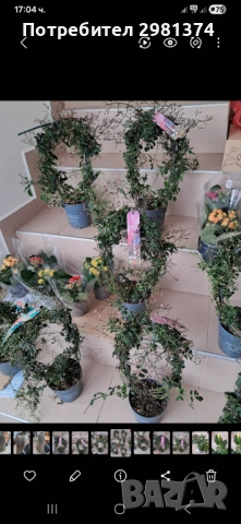 Жасмин -розов, снимка 3 - Стайни растения - 53384230