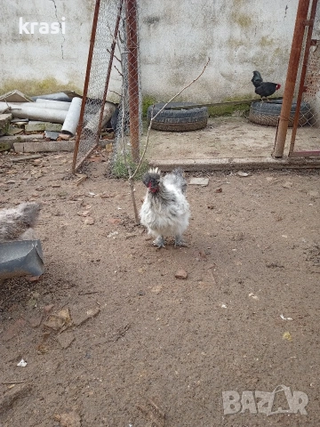 Копринки петлета, снимка 7 - Кокошки и пуйки - 53280544