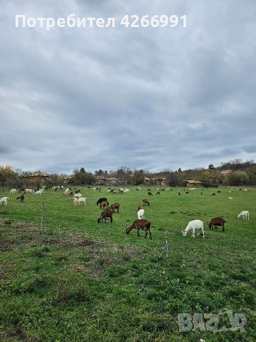 КОЗИ.МЛЕЧНИ, снимка 2 - Кози - 52580223