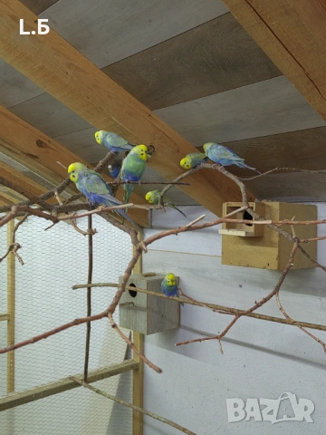 Вълнисти реийнбоу, снимка 4 - Папагали - 53054489