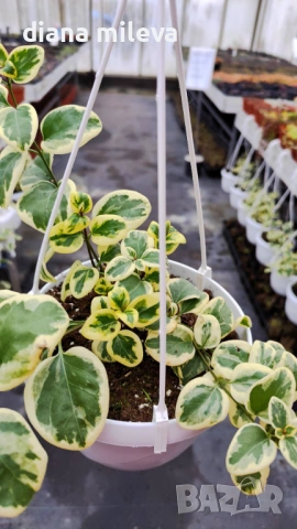 Кошница с вариегатна Винка, Vinca major Variegata, снимка 2 - Градински цветя и растения - 53249593