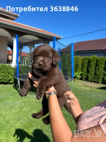 Лабрадор ретривър