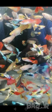 Продавам аквариуми риби аксесоари, снимка 15 - Аквариуми - 47433173