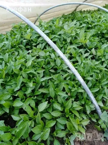 Продавам разсад домати краставици тиквички пипер и др., снимка 2 - Разсади - 49275173