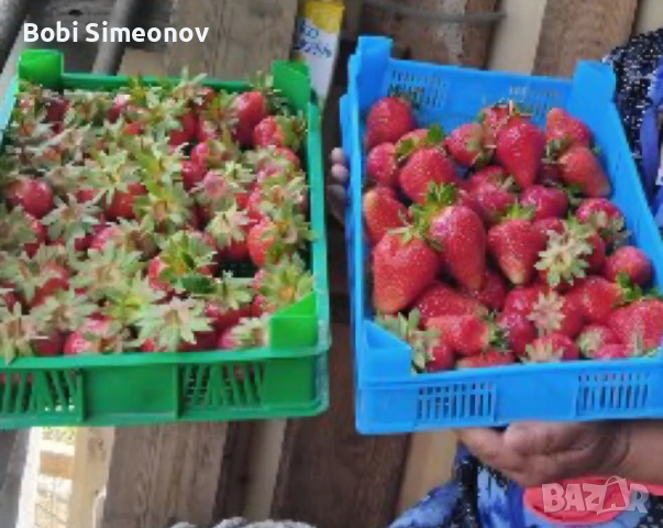 Искаш богата реколта от сладки и ароматни ягоди предлагам ти качествен расад клаудия и скала , снимка 8 - Градински цветя и растения - 53724007