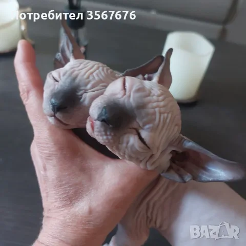 Чистокръвни канадски сфинксове