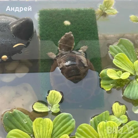 Костенурка( ocadia reevsii )