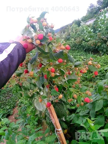 Целогодишен сорт разсад ягоди и малини , снимка 9 - Разсади - 49029718