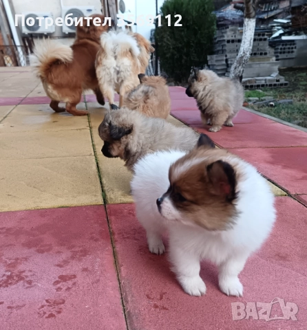 Продавам, снимка 2 - Померан - 52849823