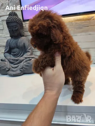Пудел Той/Poodle Toy, снимка 6 - Пудели - 56294986