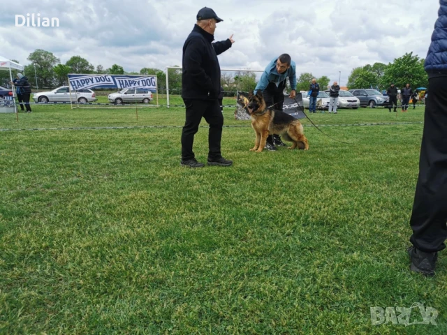 Продавам Малки Немски Овчарки, снимка 11 - Други - 51317897