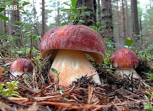 Прясна и суха борова манатарка, пачи крак!, снимка 4 - Домашни продукти - 27684634