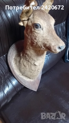 препарирана глава сърандак Препарирана бялка Препарирана катеричка., снимка 11 - Други - 52065871