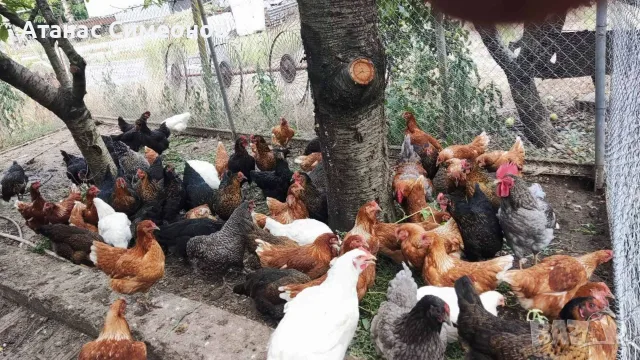 Продавам домашни яйца