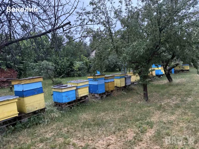 Продавам кошери Даданблат, снимка 2 - Други животни - 55947908