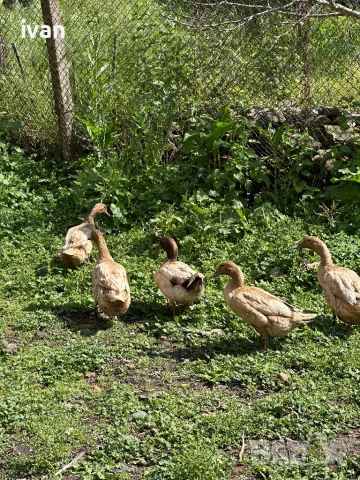 Каки кембъл , снимка 2 - Патици и гъски - 51004337