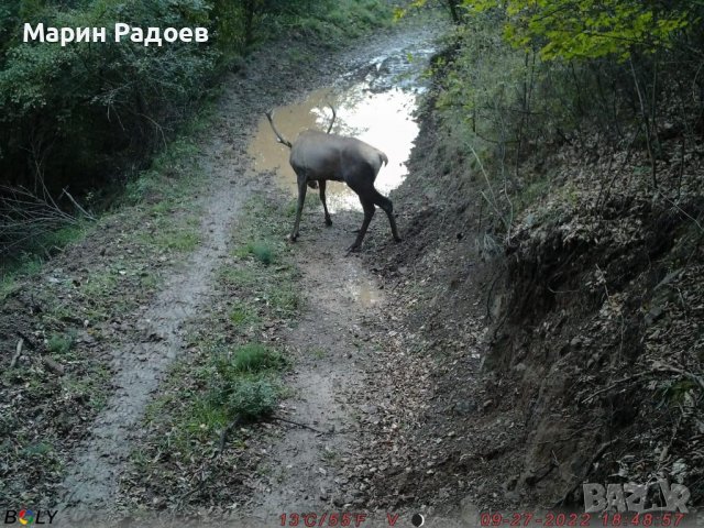 Ловна камера Bolymedia BG-710-M – 4G 24MP , снимка 9 - Ловно оръжие - 38874520