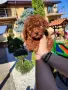 Пудел Той/Poodle Toy, снимка 2