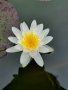 Водна Лилия, снимка 1 - Градински цветя и растения - 41310237