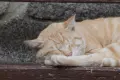 Обектив Tamron AF 28-300mm f/3.5-6.3 XR Di LD Aspherical (IF) Macro (А061) за Nikon F байонет, снимка 11