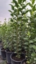 Лигуструм , снимка 3