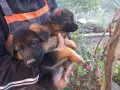 чистопородна немска овчарка, снимка 7