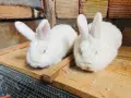 Новозеландски зайци, снимка 2