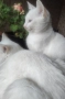 котенца бели,4 мес, снимка 11