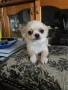 Чихуахуа  дългокосмести, снимка 3