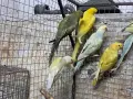 продавам папагали малки александри, снимка 5