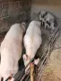 Продавам женски заплодени прасета , снимка 4