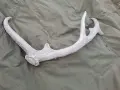 Еленов рог масивен, снимка 3
