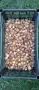 Луковици на червени лалета , снимка 1