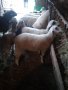 Продавам агнета / овце за гледане, снимка 1 - Овце - 40234972