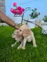 чистокръвни кокер шпаньоли, снимка 1