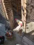 животни птици петли, снимка 4
